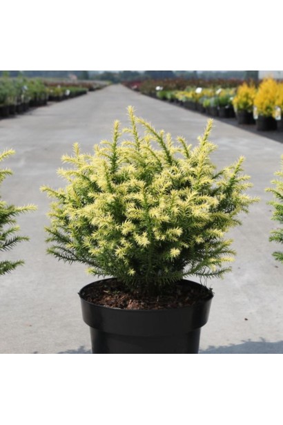 Криптомерія японська ’Vilmorin Gold’ весною